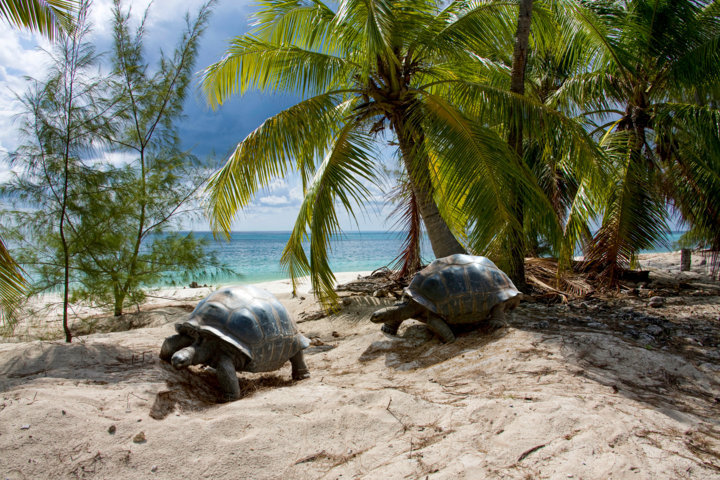 EYC Seychelles Aldabra Atoll Beach