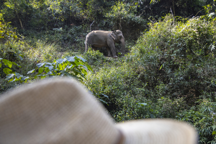 Elefante no santuário do Mekong Elephant Park, com o chapéu de sol de um homem em primeiro plano, Pak Beng, Ngeun, Sainyabuli, Laos
