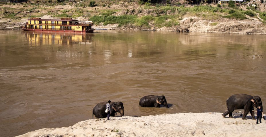 Elefantes banham-se no rio Alto Mekong, no Mekong Elephant Park, enquanto, do outro lado, está atracado o navio boutique de cruzeiro fluvial Anouvong (Heritage Line), Pak Beng, Ngeun, Sainyabuli, Laos