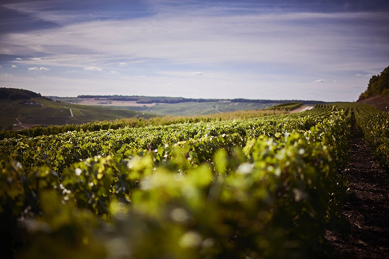 Frerejean Freres Vineyards