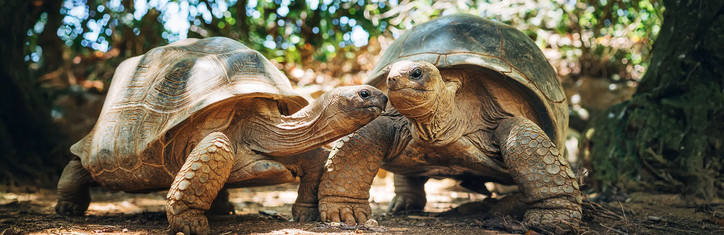 Giant Tortoises