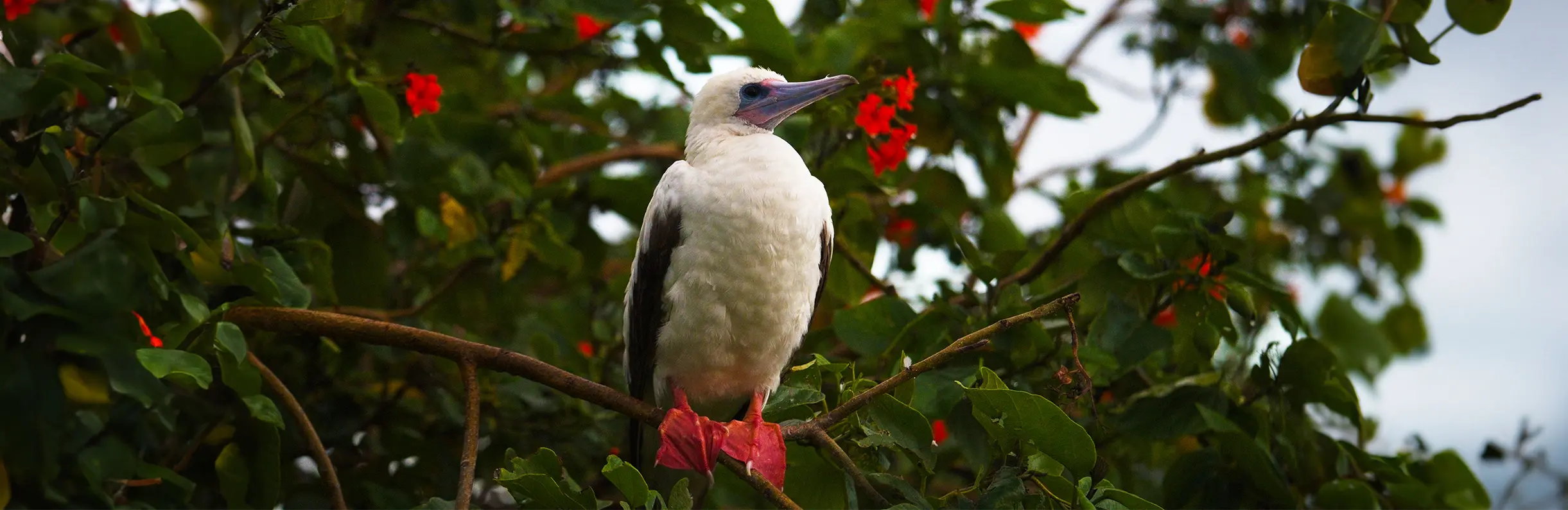 Red footed Boobies