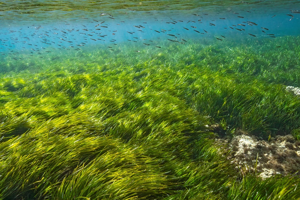 Posidonia oceanica nelle acque di Formentera