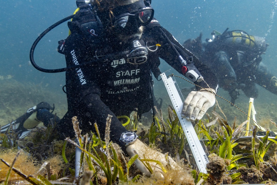 Vellmarí: la piantumazione della Posidonia in azione