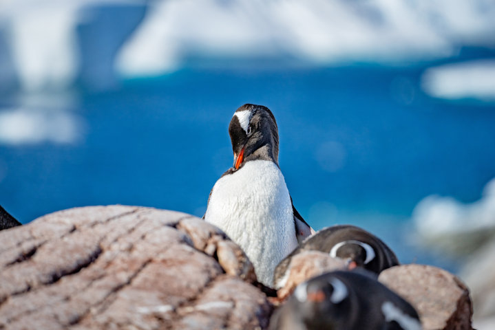 Wildlife in Port Charcot