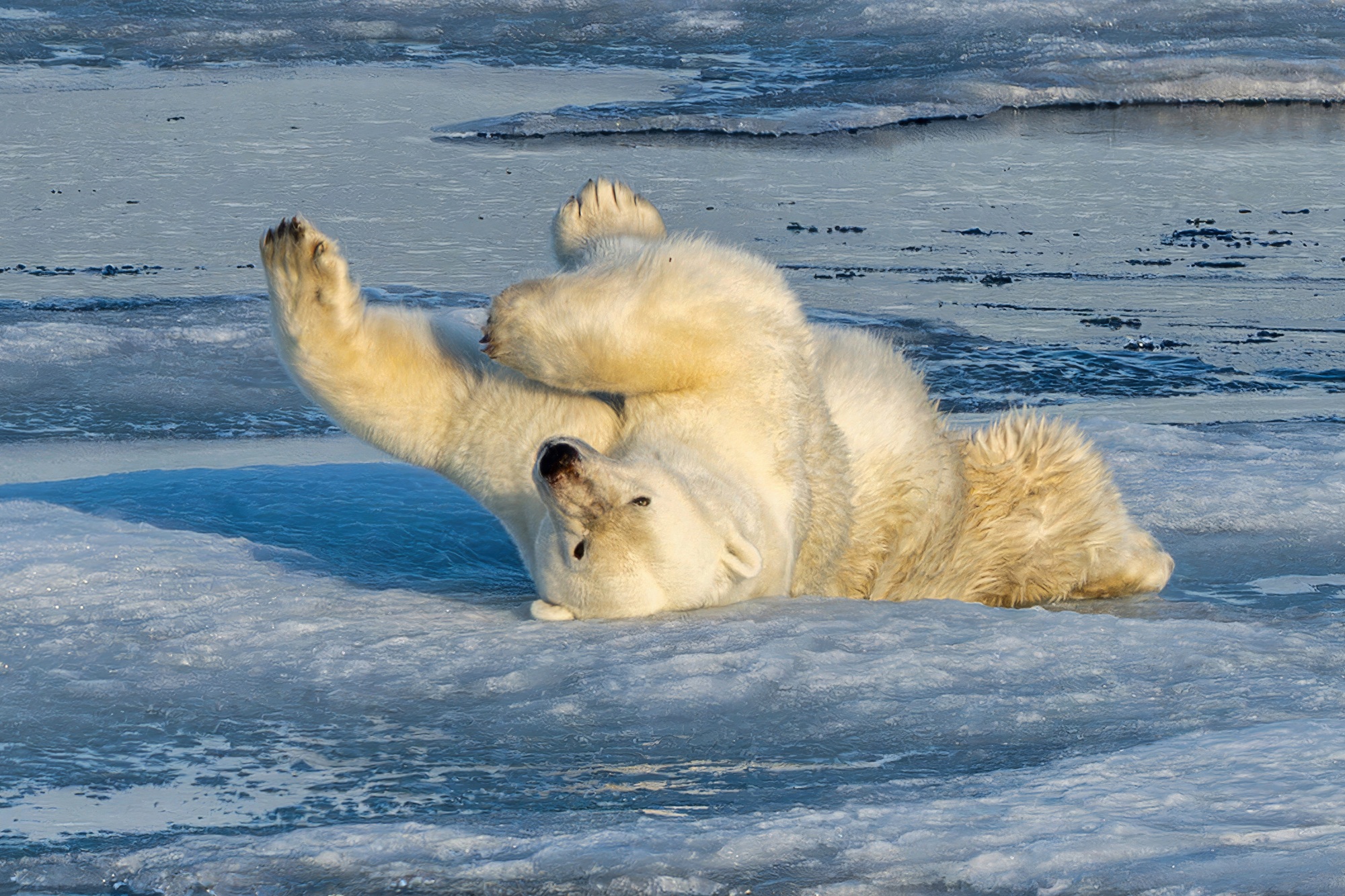 Arctic expeditions offer the chance to encounter polar bears in their natural habitat.
