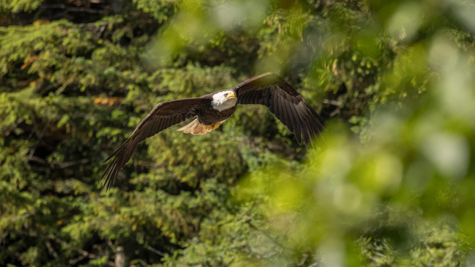 Bald eagle at Elfin Cove, Alaska.