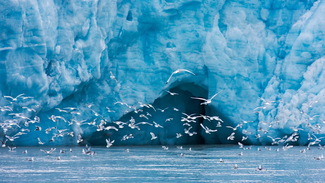 Seabirds in front of a glacier in Hornsund, Svalbard