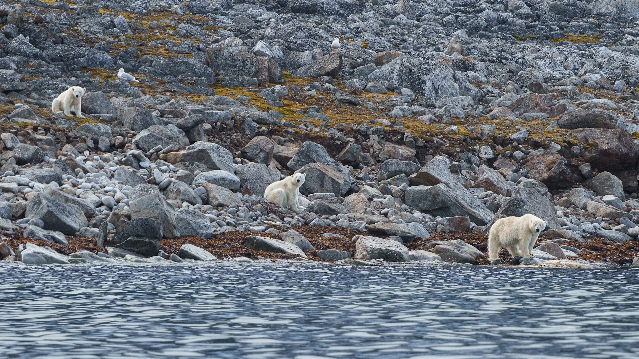 Polar bears at Ytre Norskøya in Svalbard