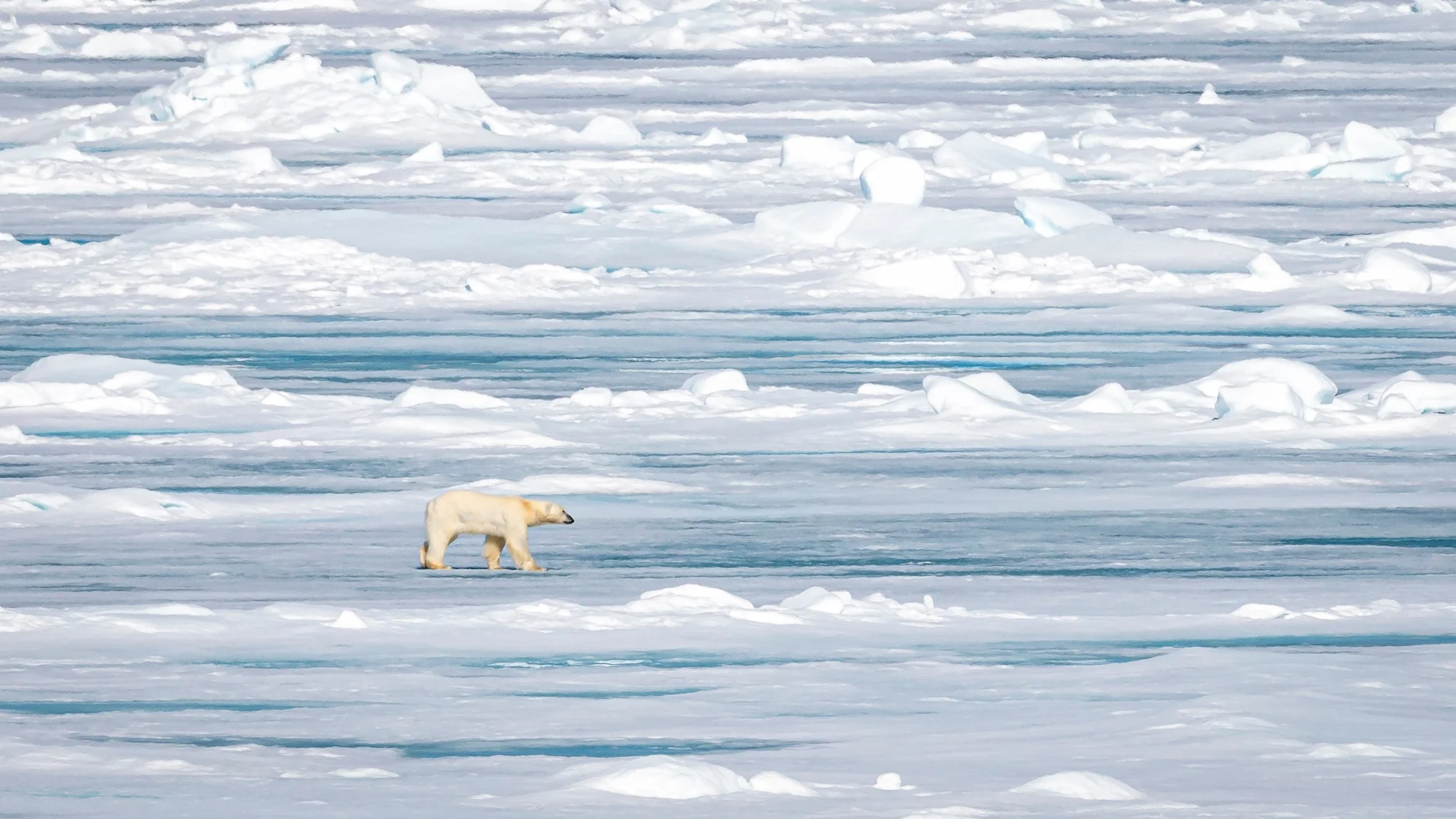 A polar bear on the sea ice near Smeerenburg, Svalbard
