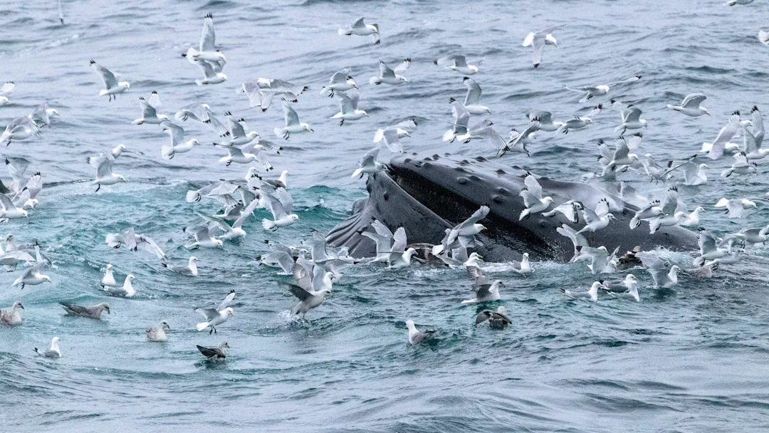 A whale feeding among seabirds near Edge Island, Svalbard